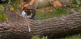 Best Hedge Trimming  in Mount Vista, WA