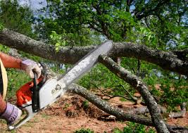 How Our Tree Care Process Works  in  Mount Vista, WA