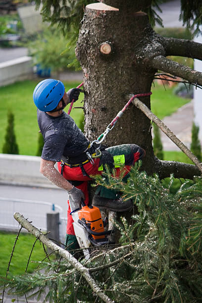 Best Tree Risk Assessment  in Mount Vista, WA