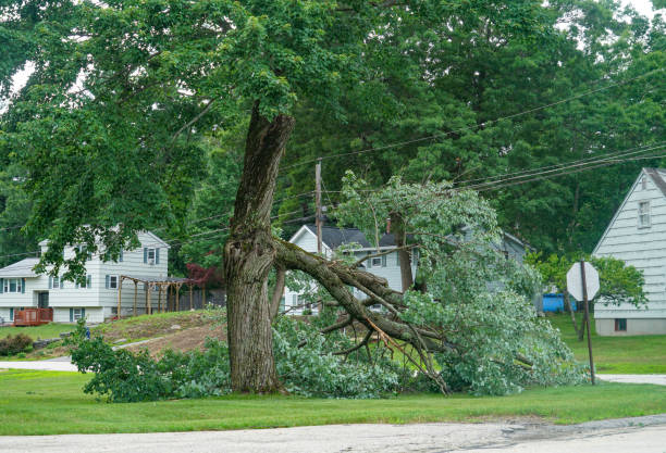 Best Storm Damage Tree Cleanup  in Mount Vista, WA