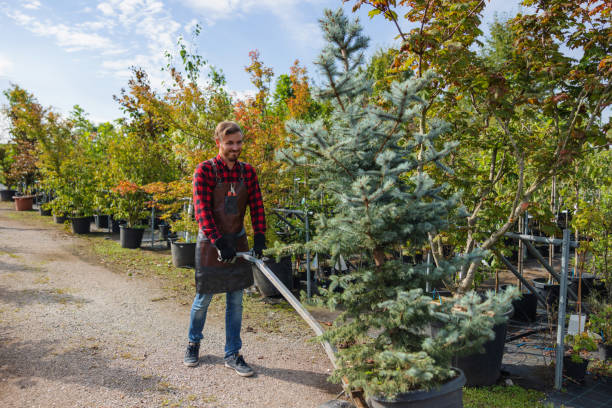 Best Tree Fertilization Services  in Mount Vista, WA