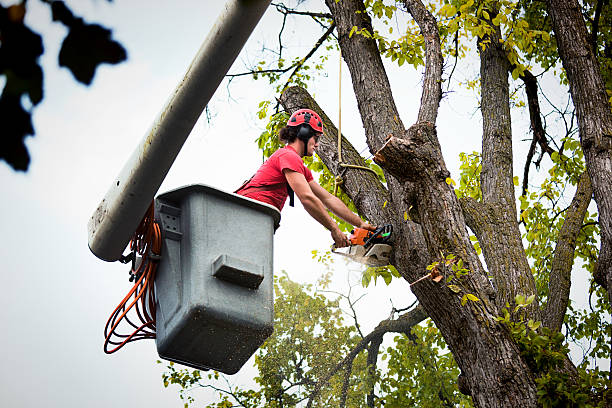 Professional  Tree Services in Mount Vista, WA